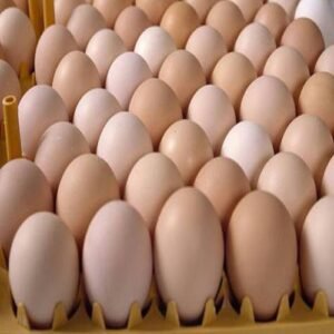 Hatching Eggs