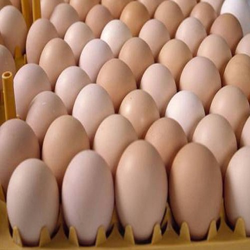 Hatching Eggs