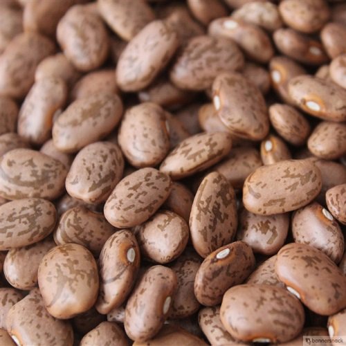 PINTO BEANS