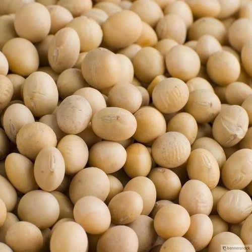 sb.jpg SOYBEANS
