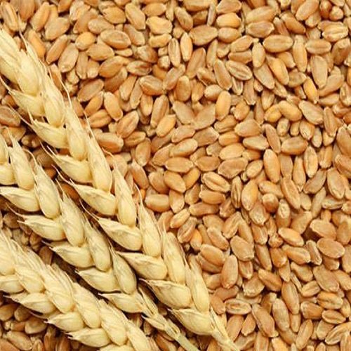 wheat.jpg Wheat