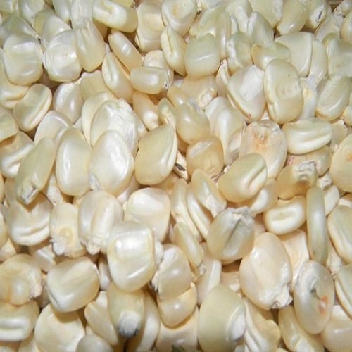 white-corn.jpg White Corn
