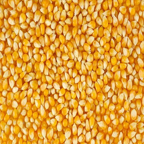 yellow-corn.jpg Yellow Corn